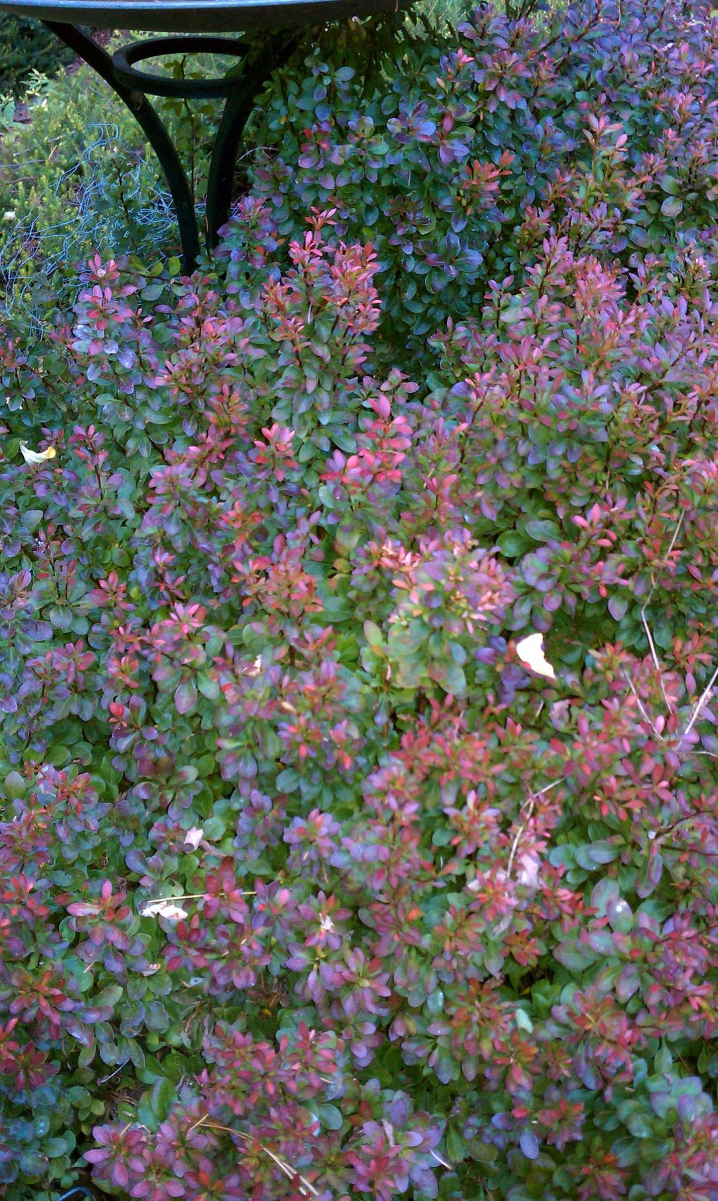 Berberis thunbergii 'Bagatelle'