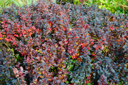 Berberis thunbergii 'Concorde'