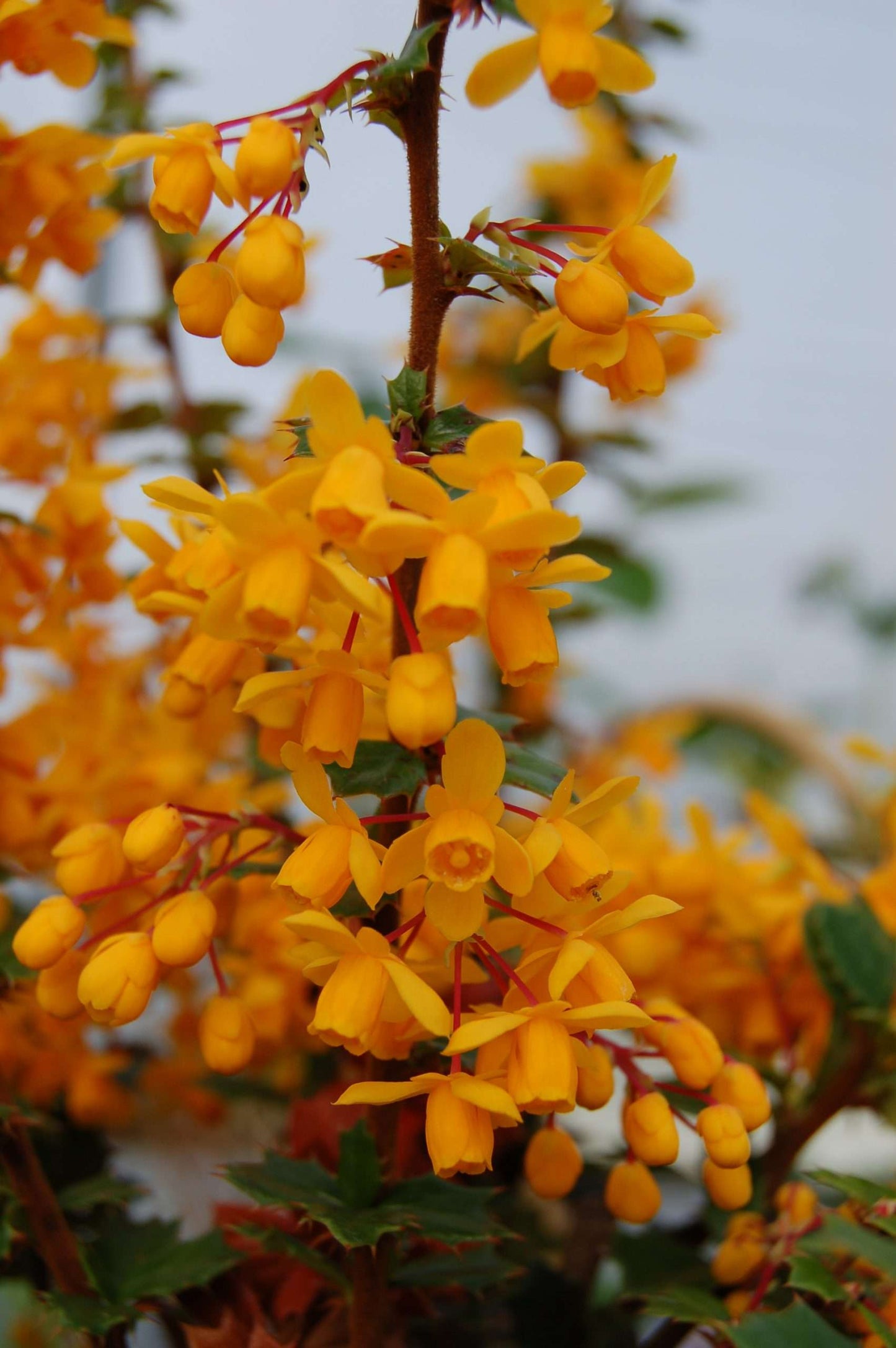 Berberis darwinii