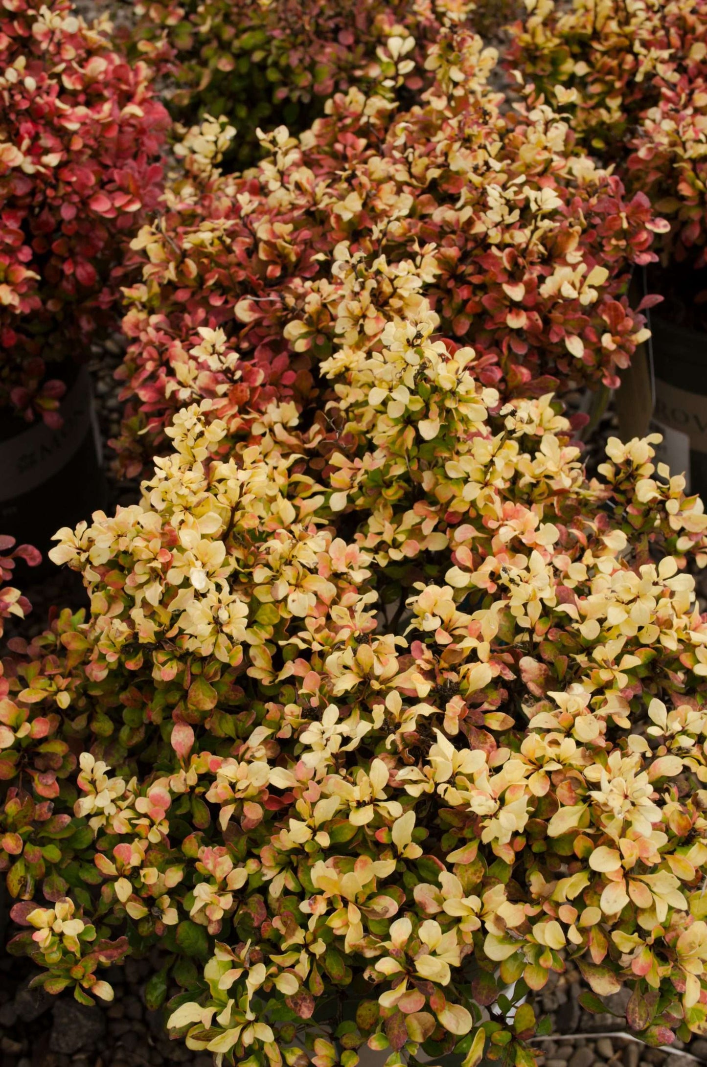 Berberis thunbergii Sunjoy Gold Beret