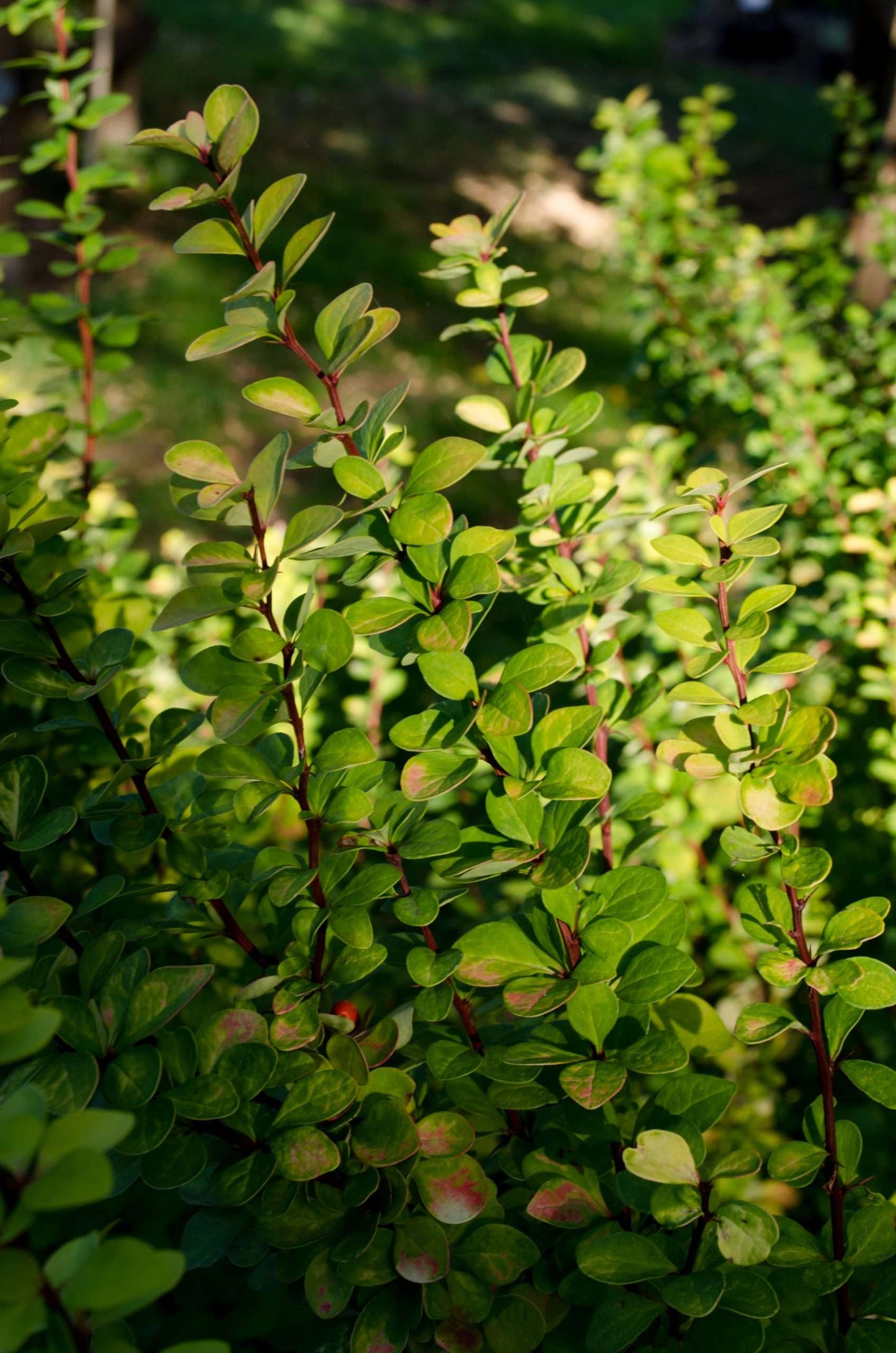 Berberis thunbergii 'Golden Pillar'