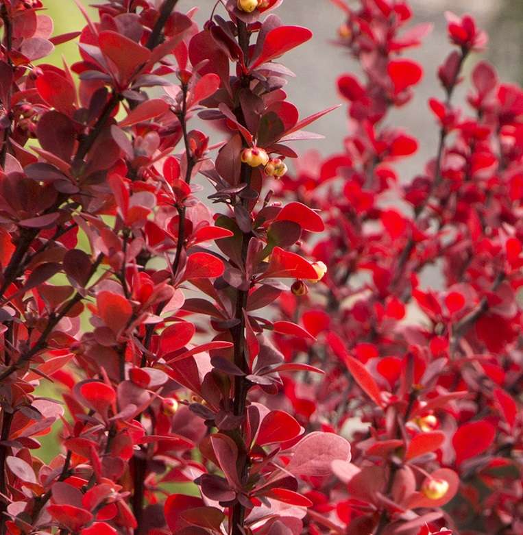 Berberis thunbergii 'Orange Rocket' PP18411
