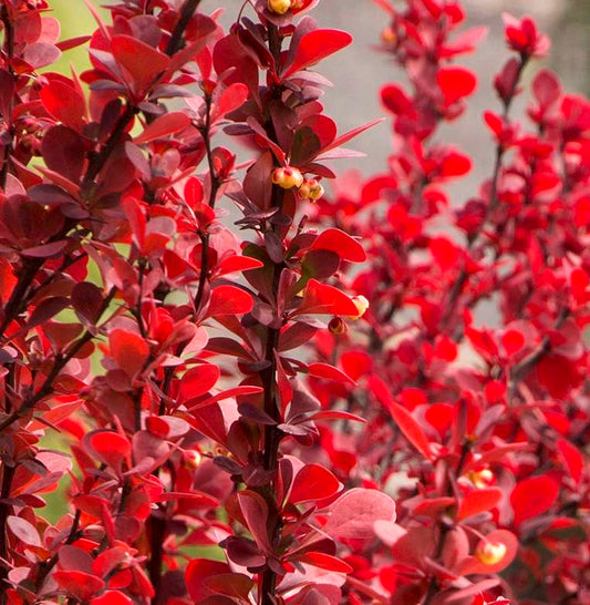 Berberis thunbergii 'Orange Rocket' PP18411