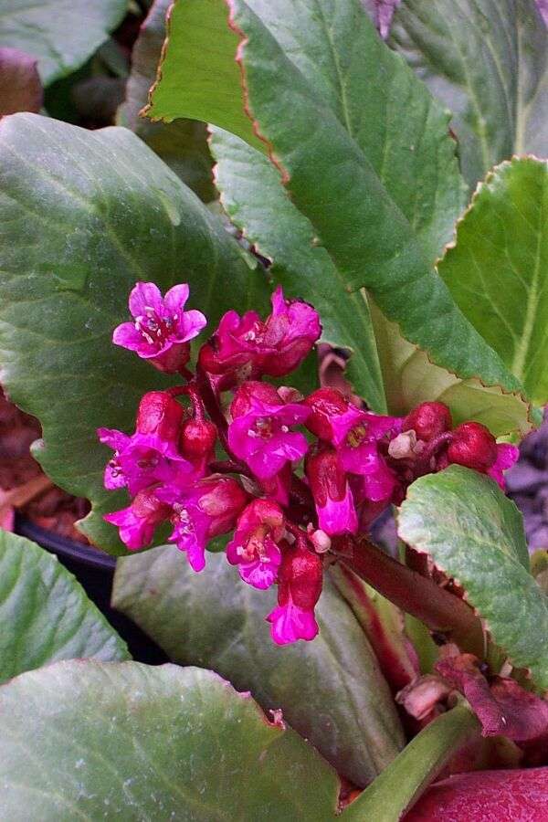 Bergenia 'Abendglocken'