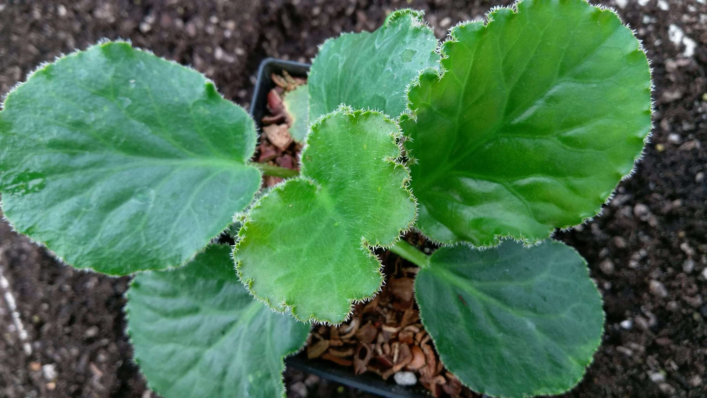 Bergenia ciliata