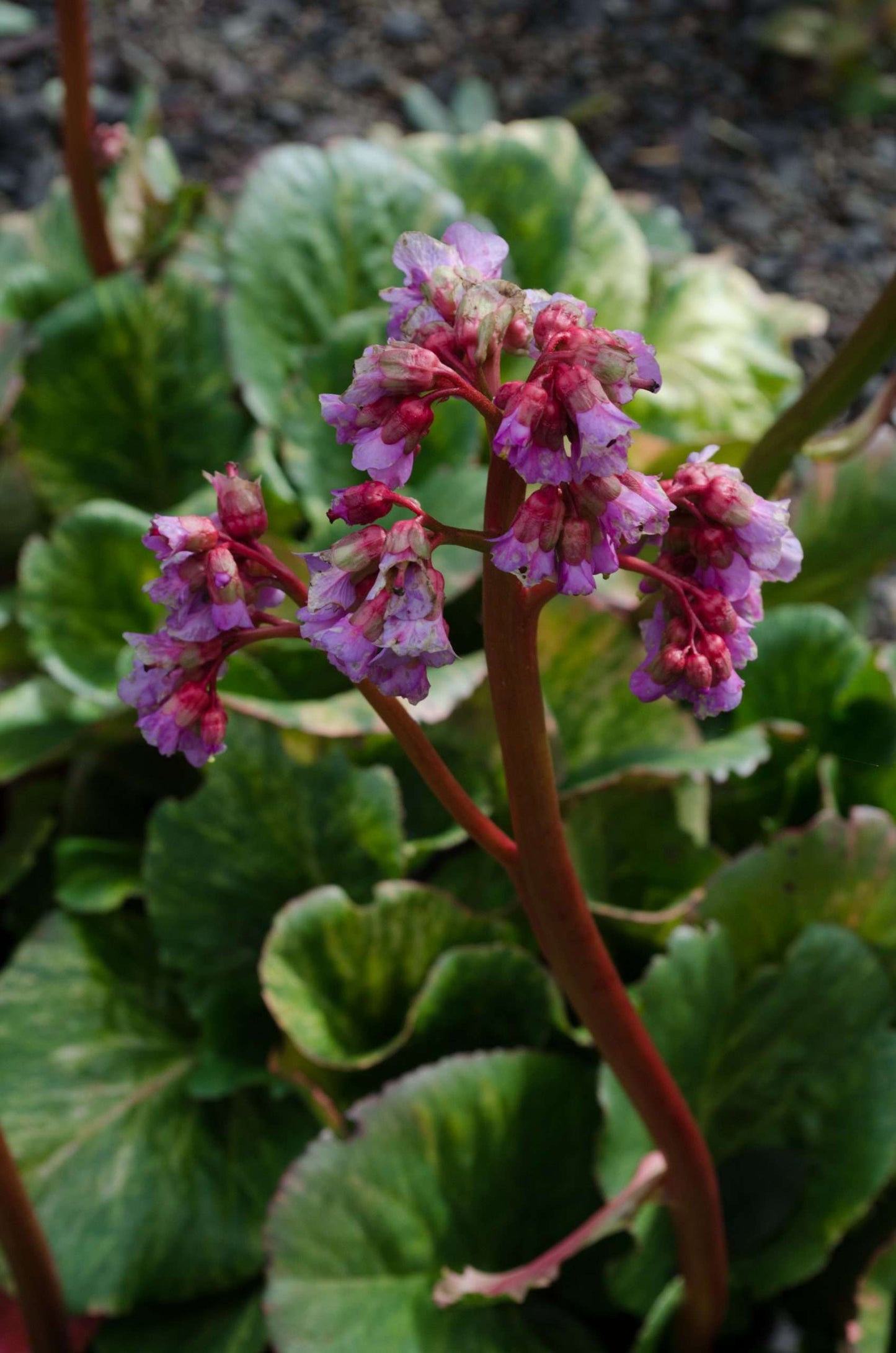 Bergenia 'Tubby Andrews'