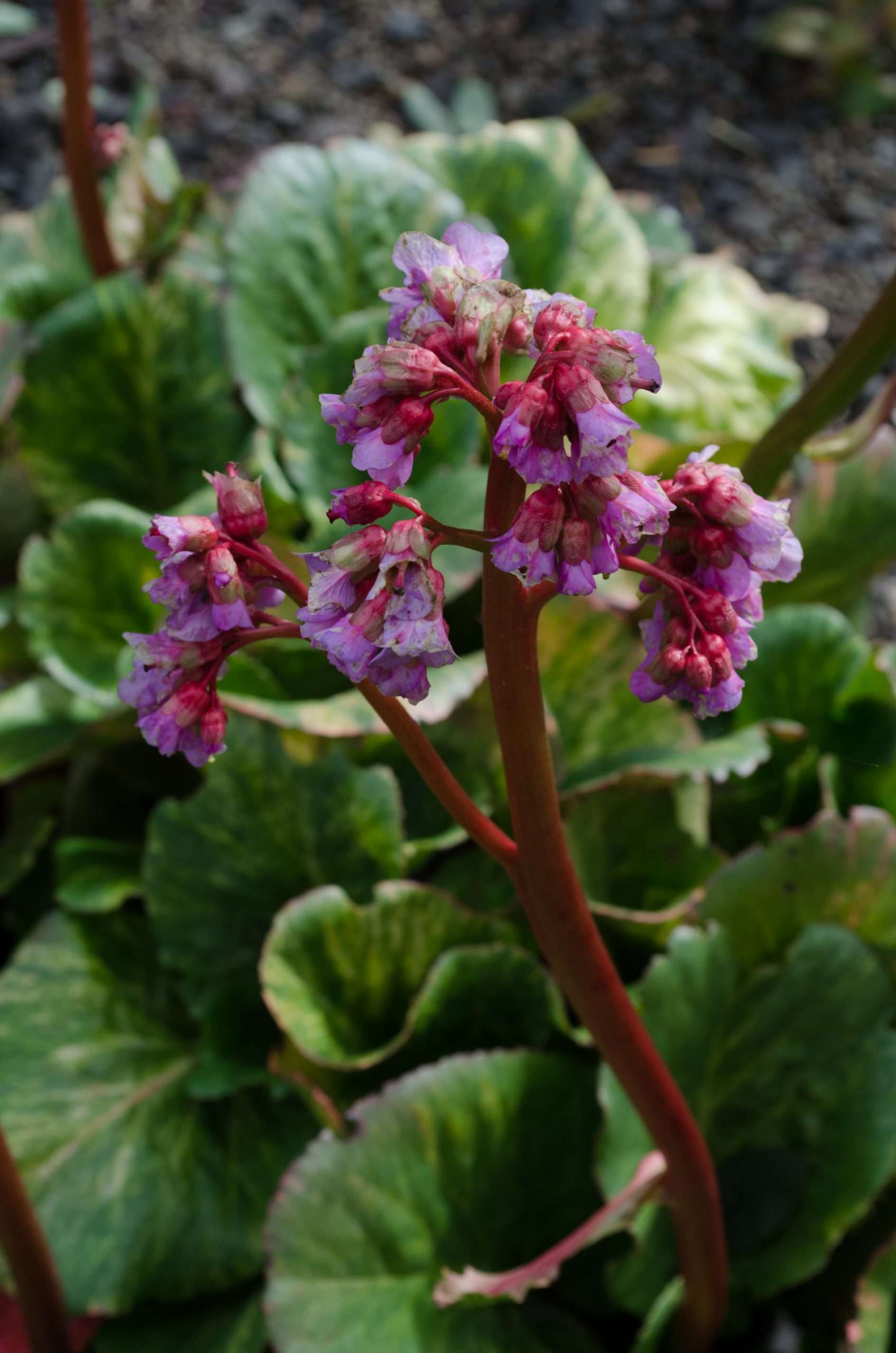 Bergenia 'Tubby Andrews'