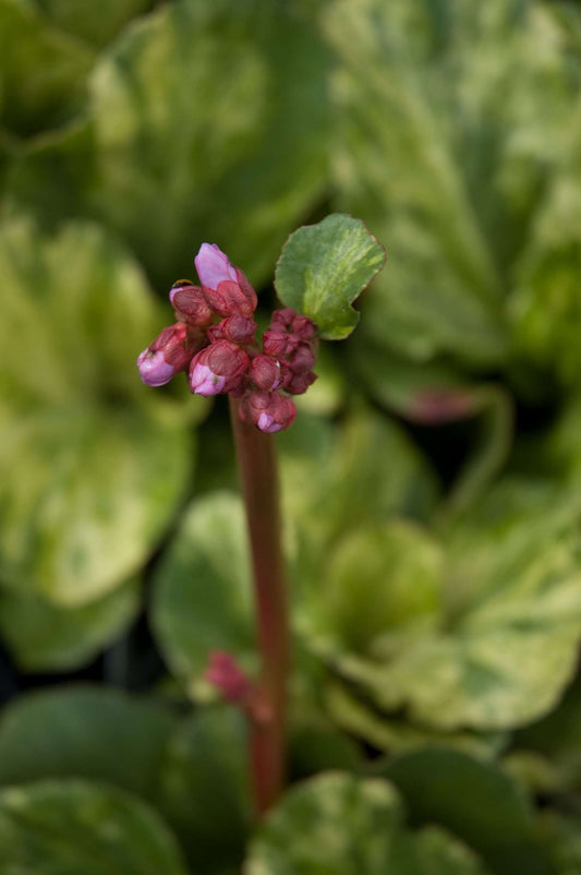 Bergenia 'Tubby Andrews'