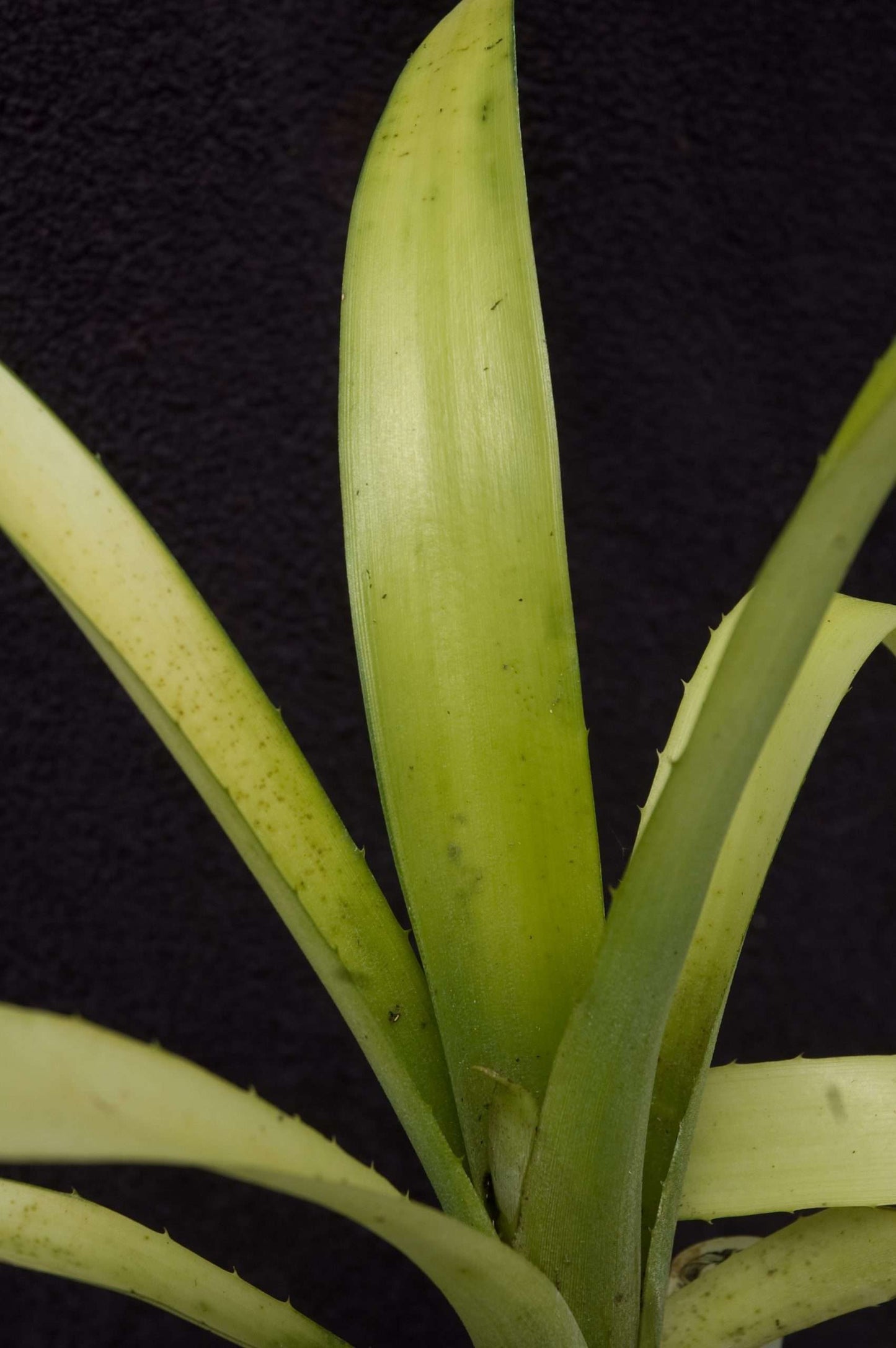 Billbergia nutans 'Blondie'