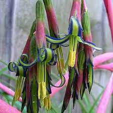 Billbergia nutans