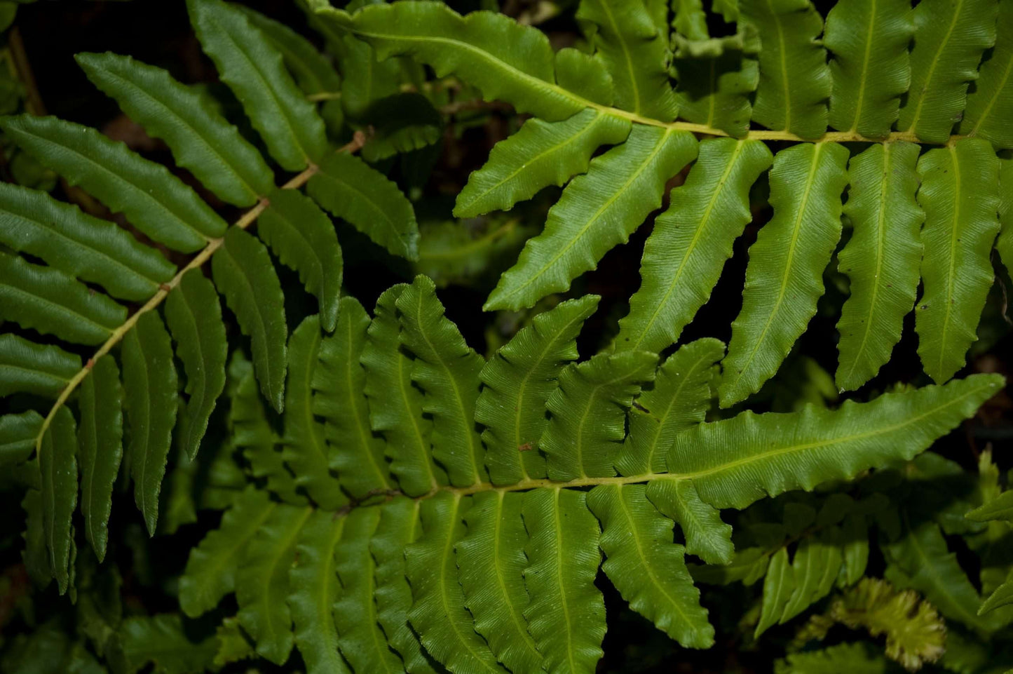 Blechnum chilense