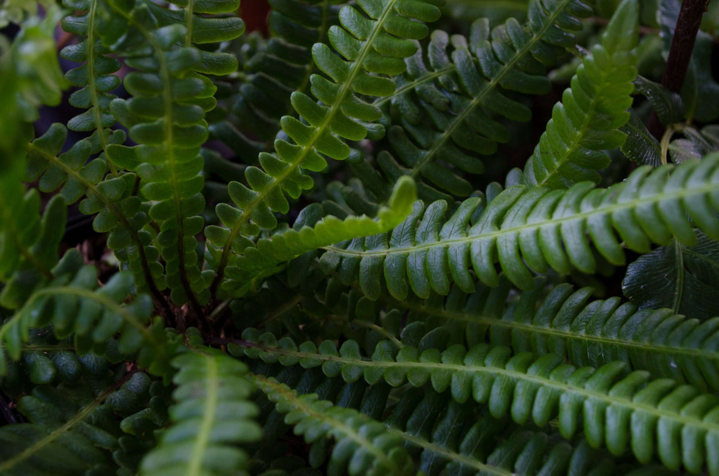 Blechnum spicant