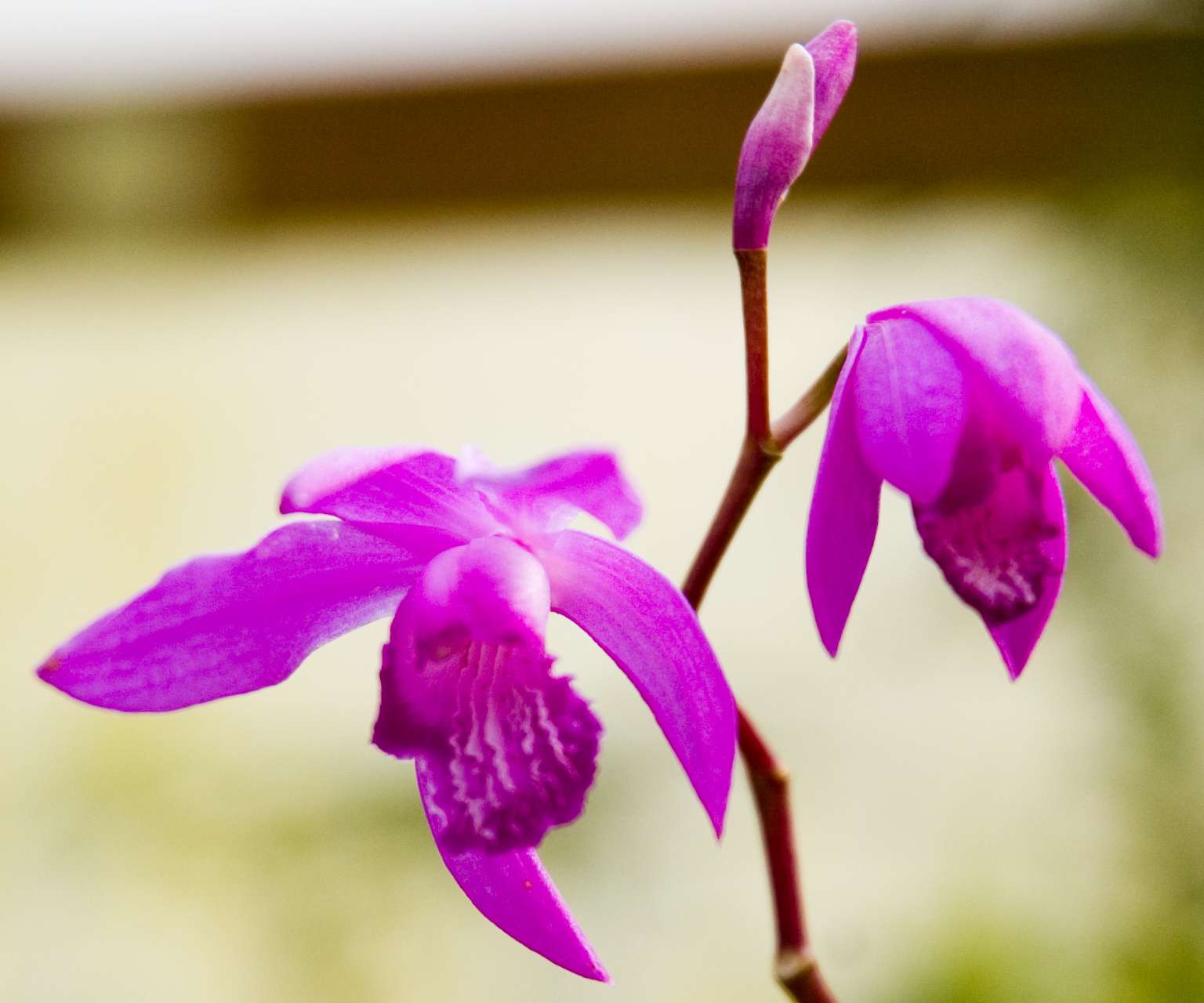 Bletilla striata