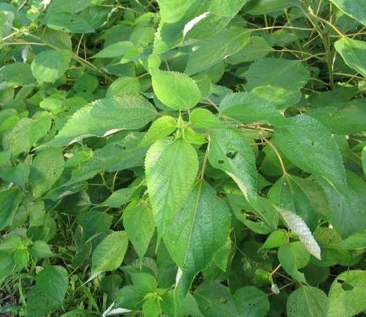 Boehmeria nivea