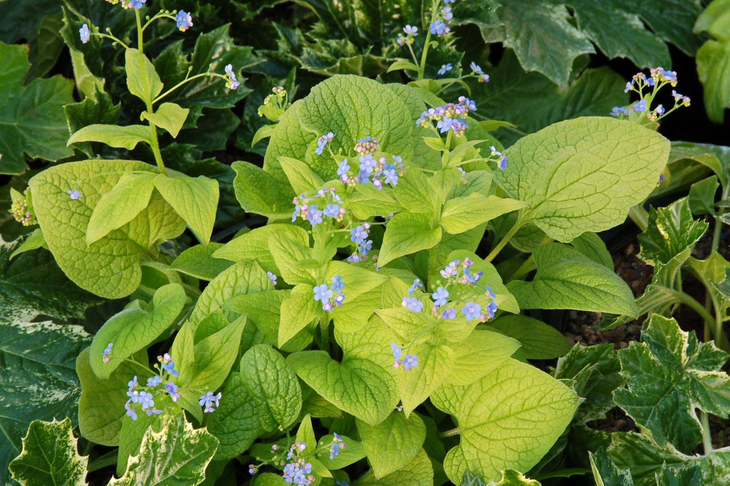 Brunnera macrophylla 'Diane's Gold'