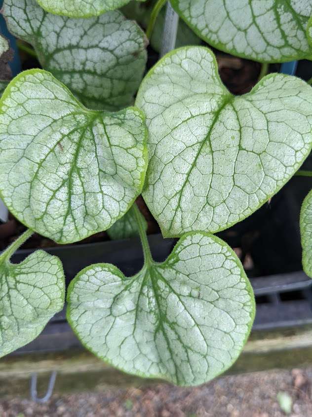 Brunnera macrophylla 'Alchemy Silver'