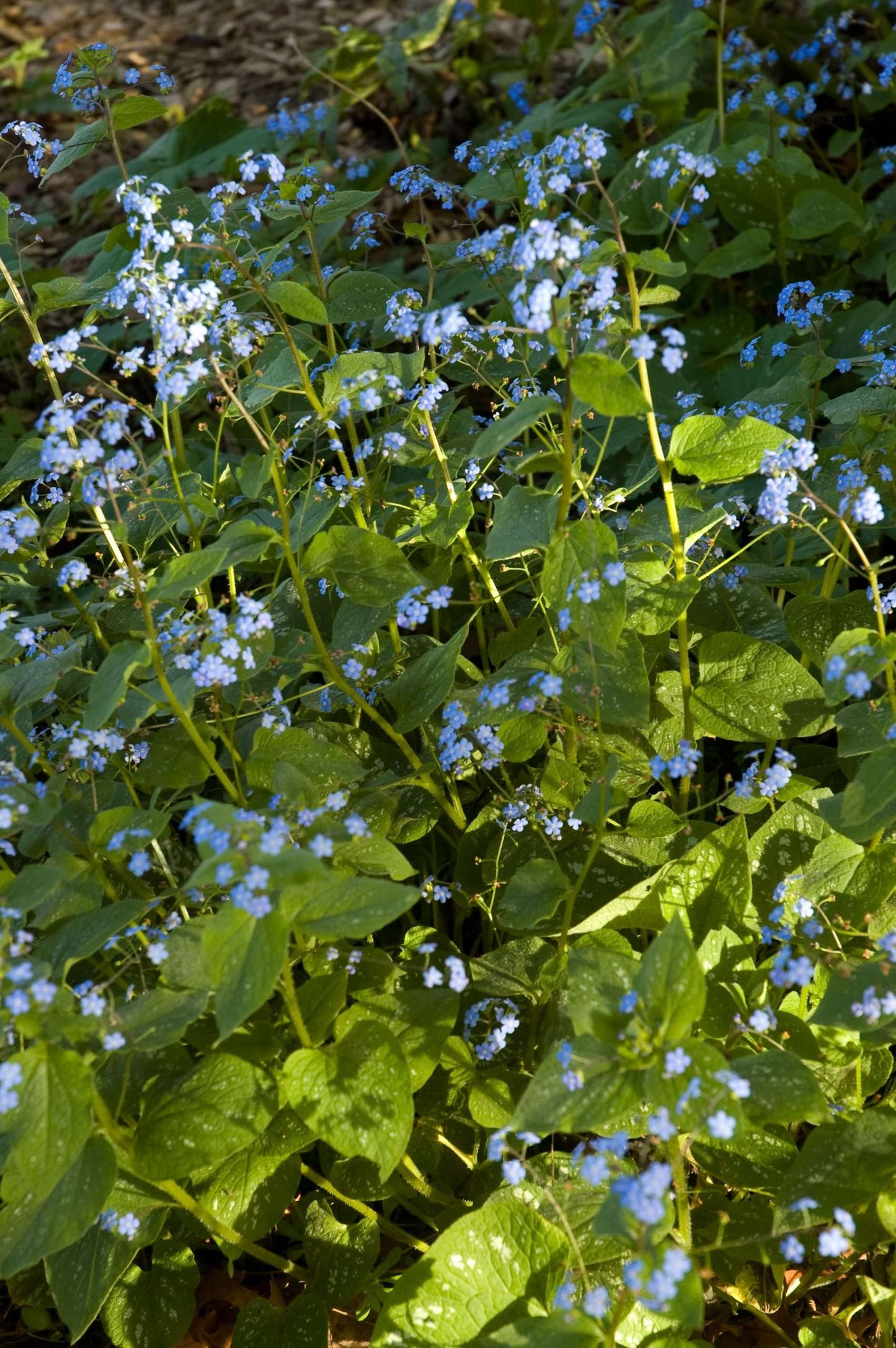 Brunnera macrophylla 'Langtrees'