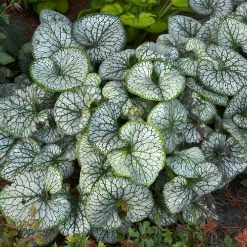 brunnera jack frost