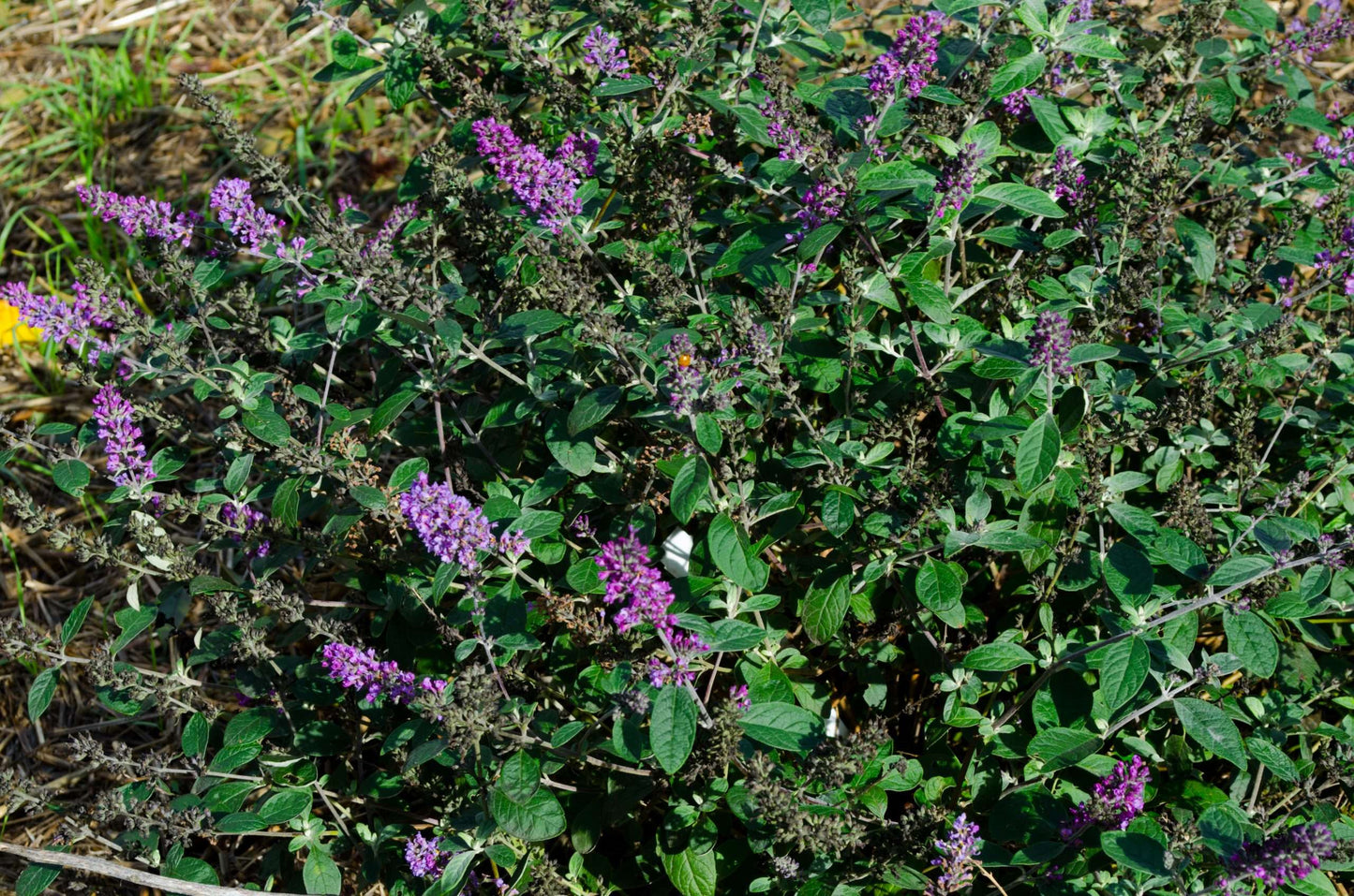 Buddleja 'Blue Chip Jr'