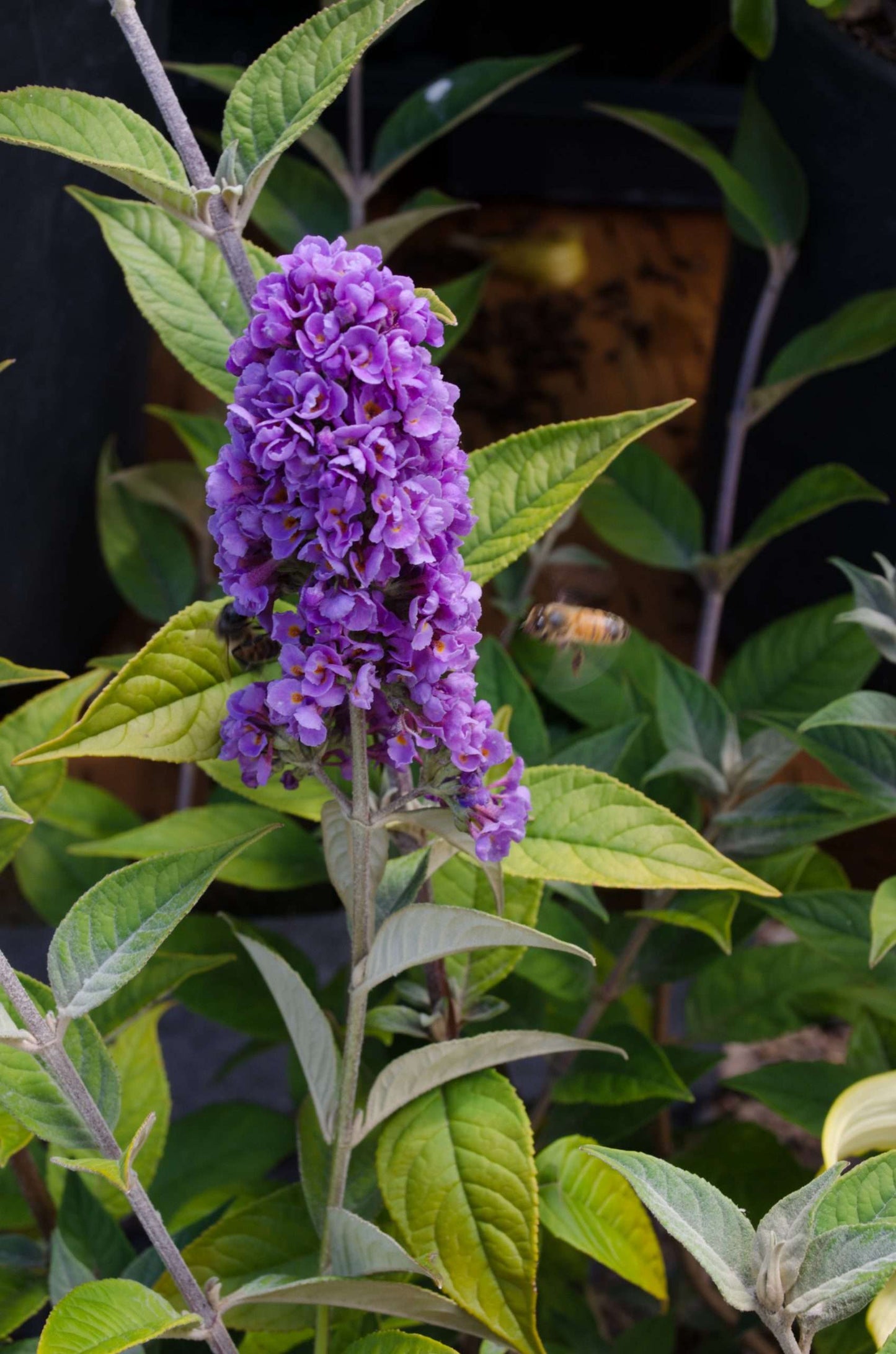 Buddleja 'Blue Chip Jr'