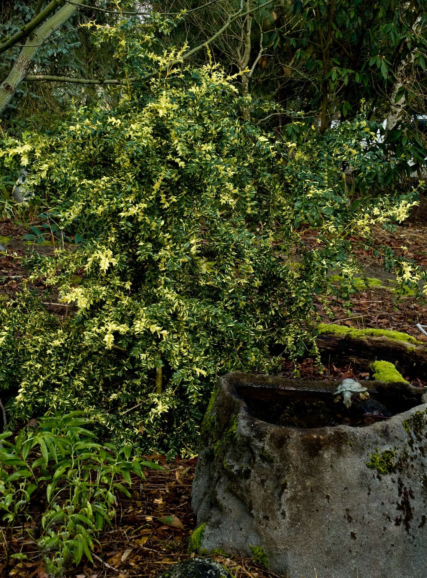 Buxus sempervirens 'Aurea Pendula'