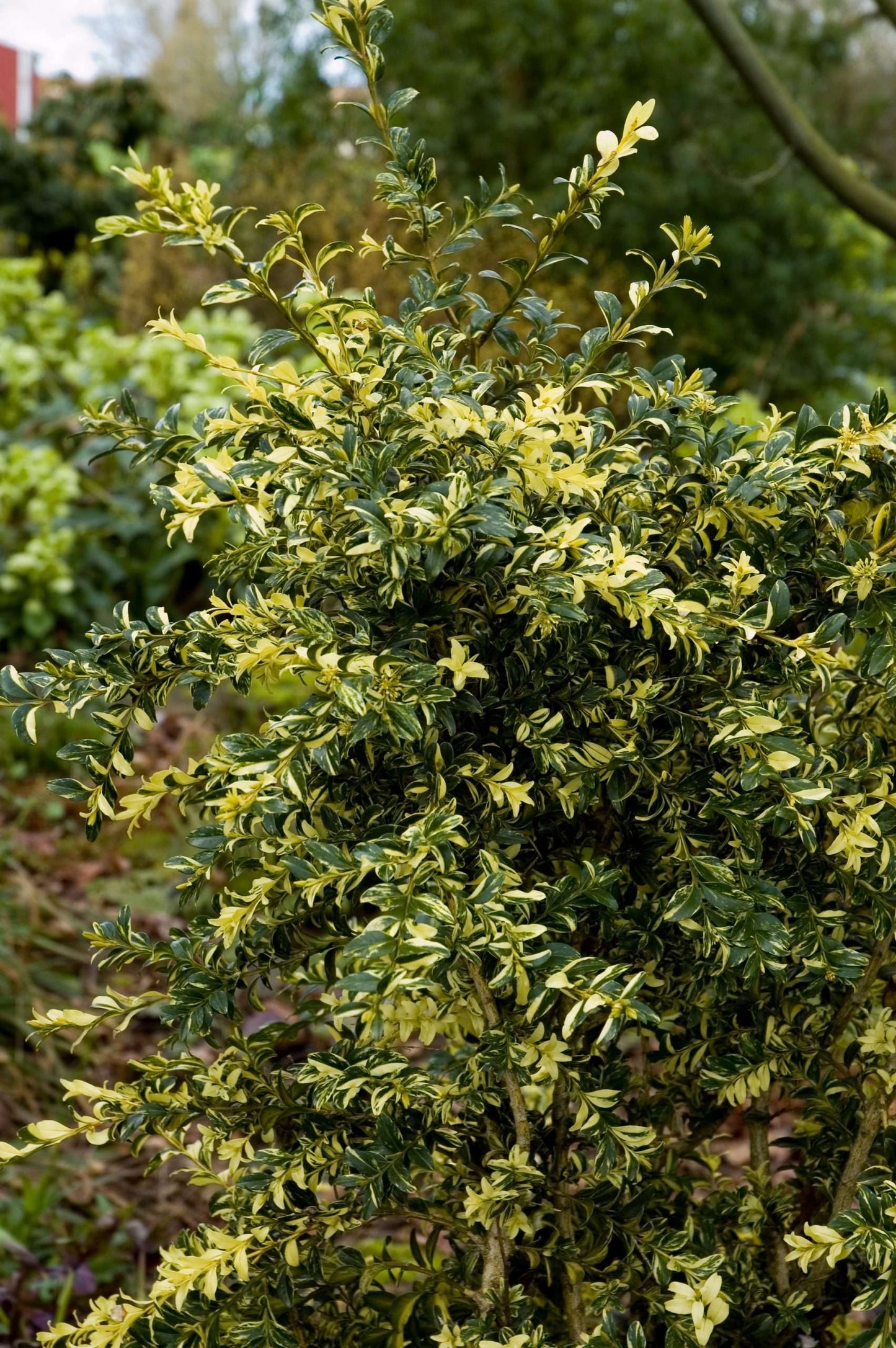 Buxus sempervirens 'Aurea Pendula'