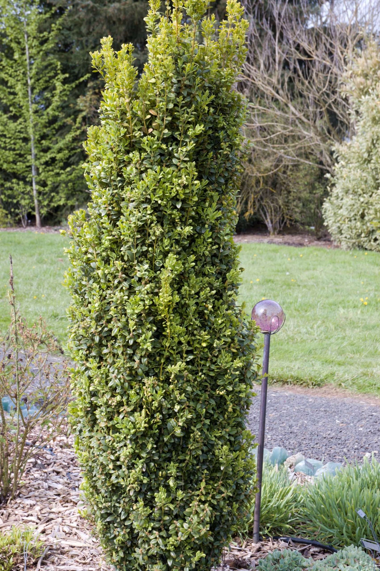 Buxus sempervirens 'Graham Blandy'