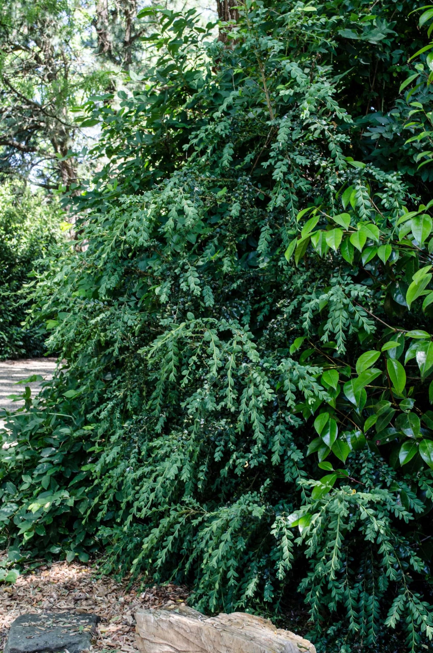 Buxus sempervirens 'Waterfall'