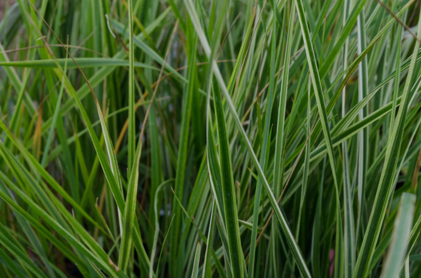 Calamagrostis x acutiflora 'Overdam'