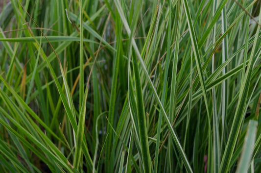 Calamagrostis x acutiflora 'Overdam'