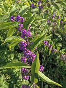 Callicarpa dichotoma 'Early Amethyst'®