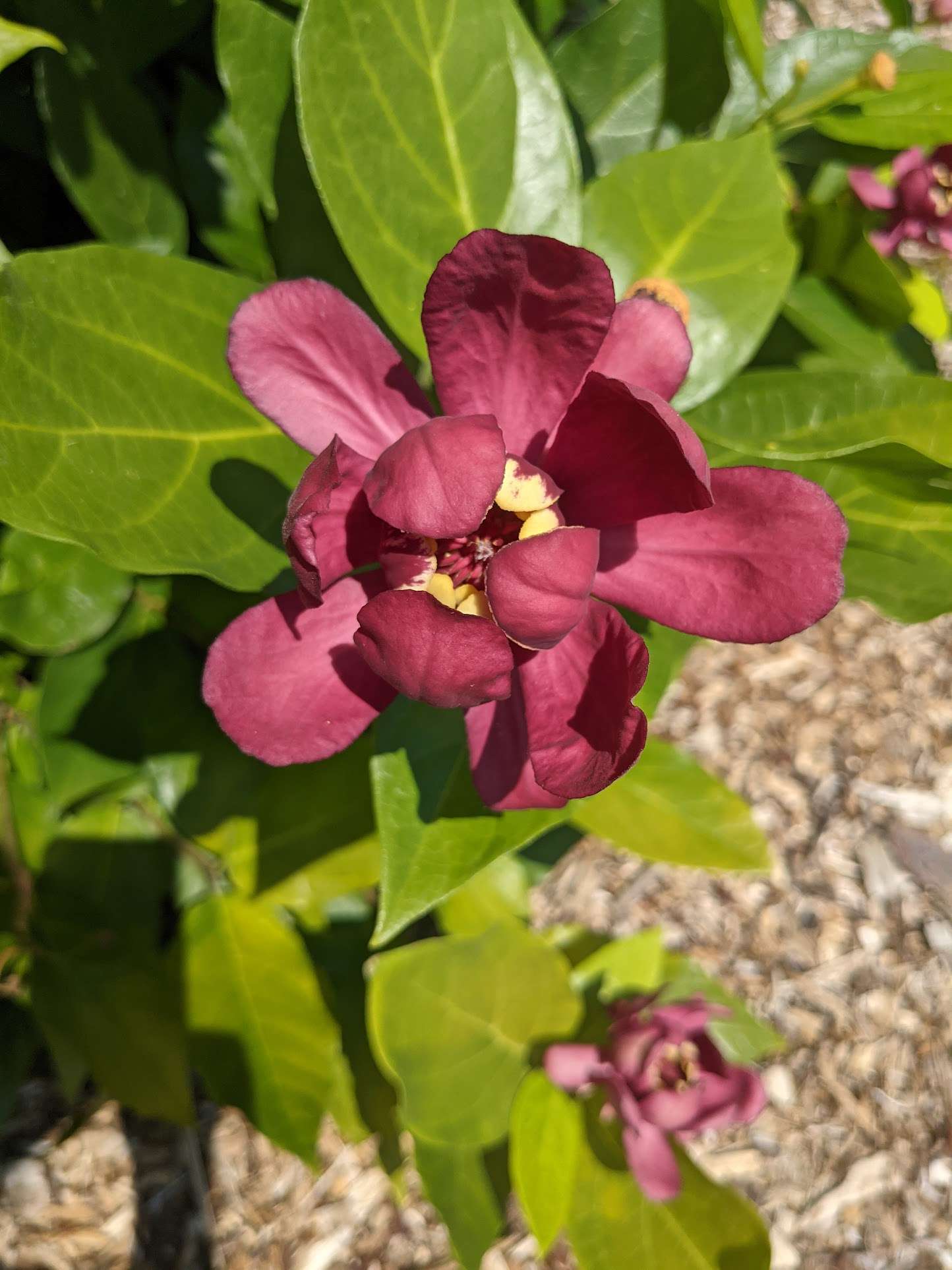 Calycanthus 'Aphrodite'