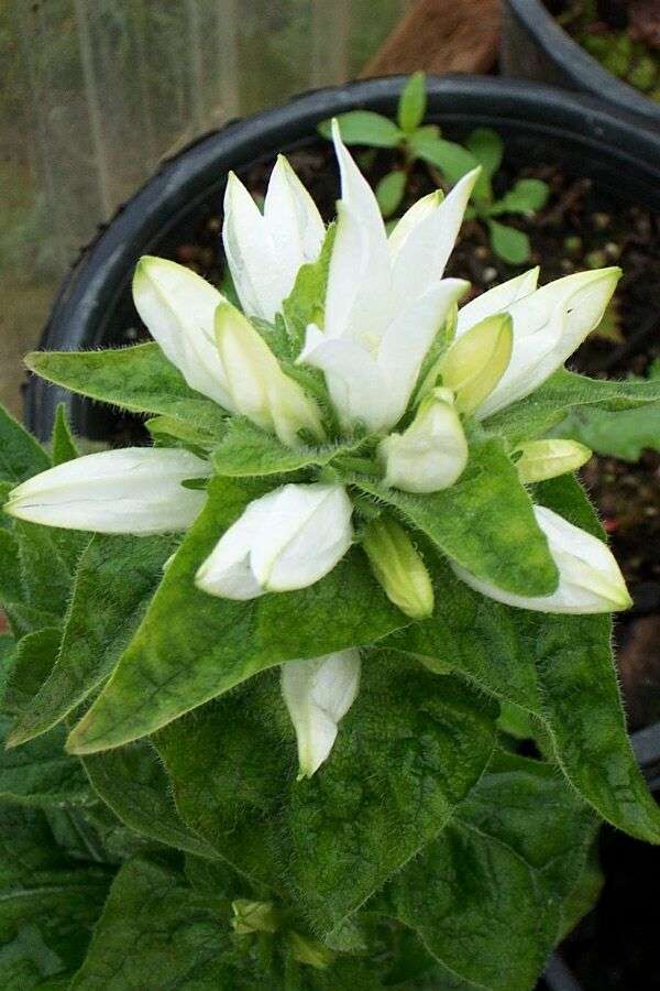 Campanula glomerata 'Alba'