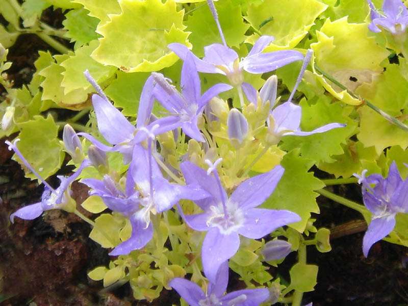 Campanula garganica 'Dickson's Gold'