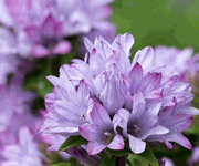 Campanula glomerata 'Caroline'