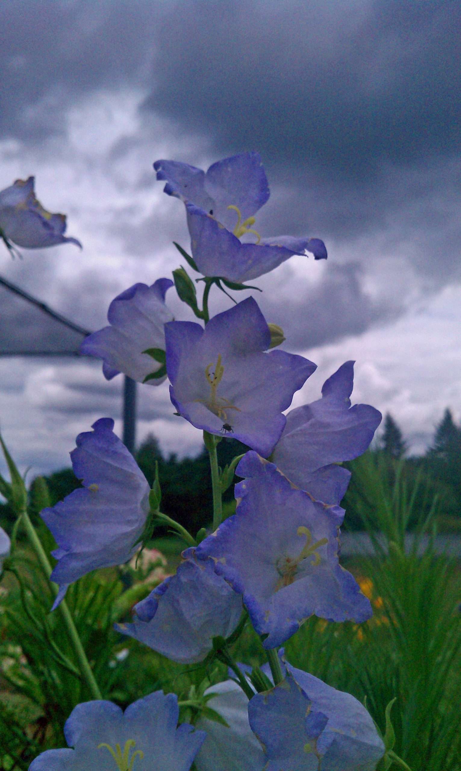 lavender mist flower Campanula persicifolia 'Lavender Mist'