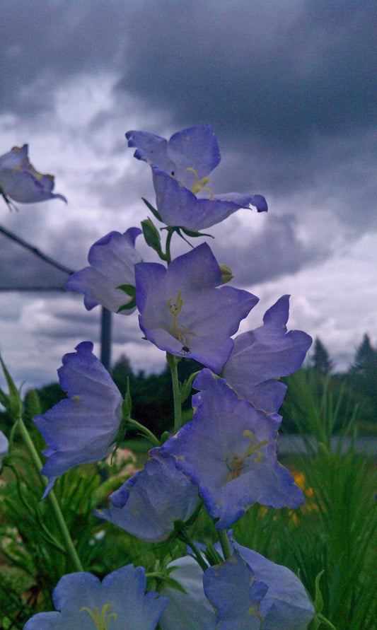 Campanula persicifolia 'Lavender Mist'