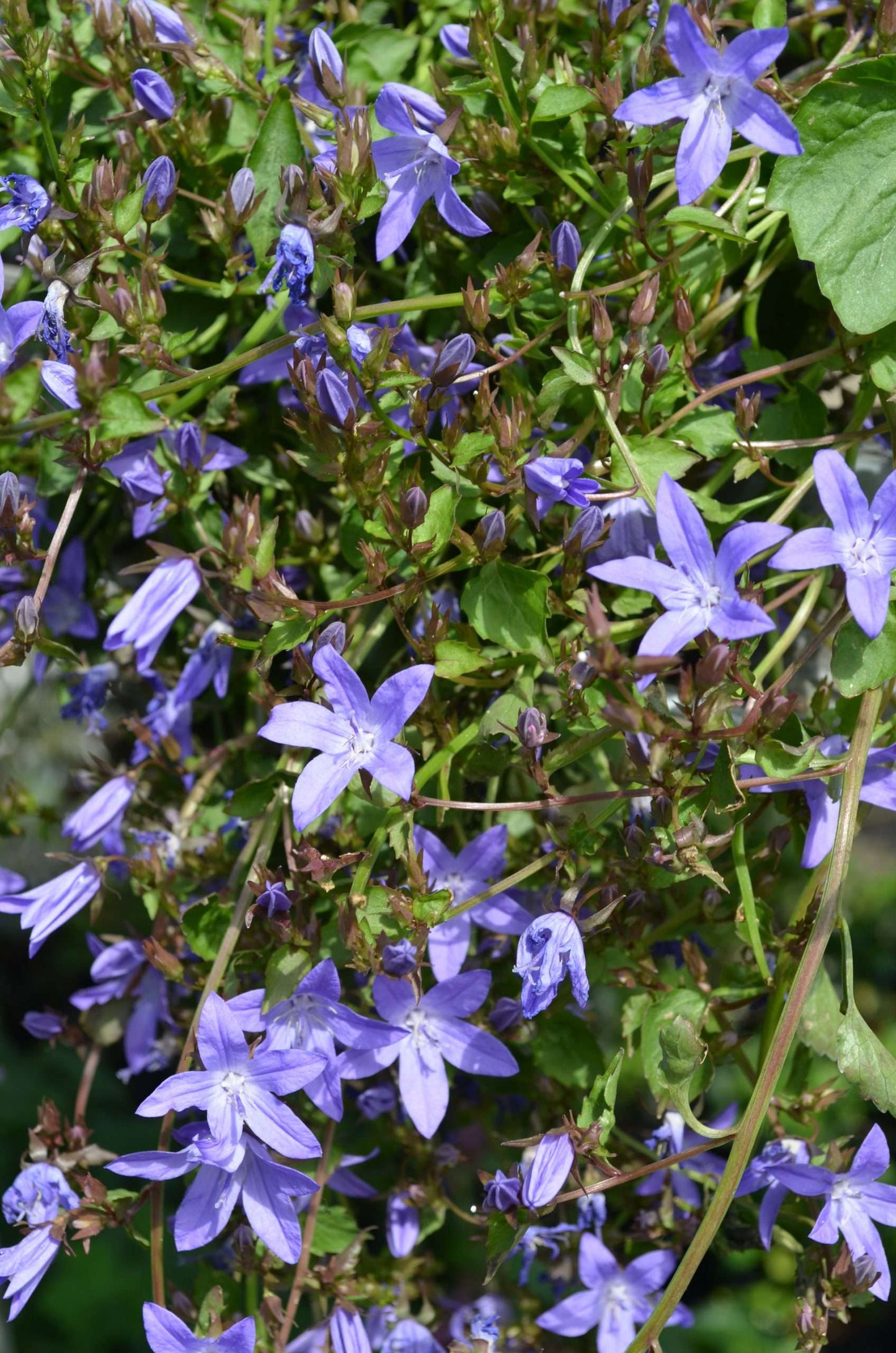 Campanula poscharskyana 'Blue Gown'