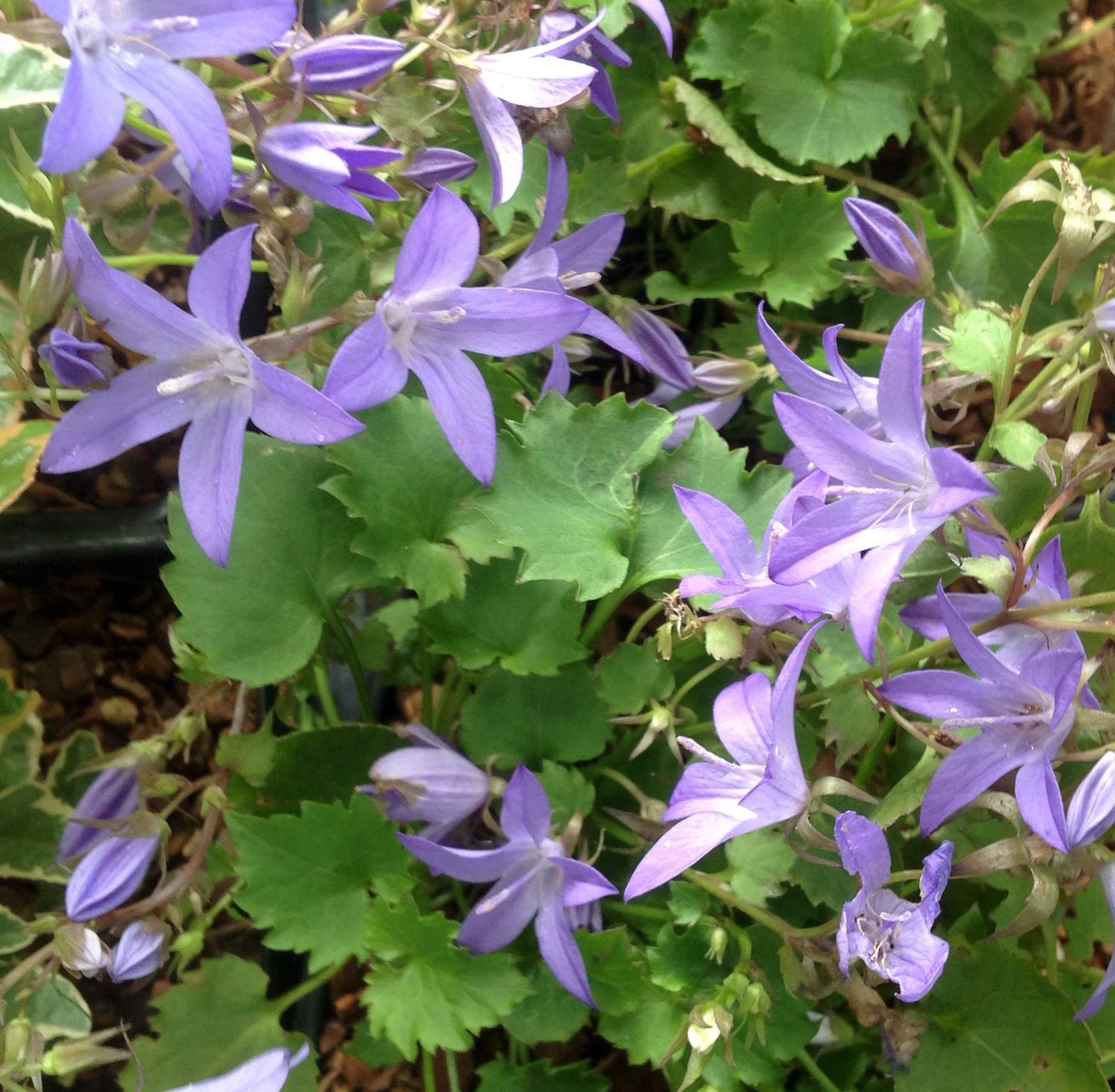 Campanula poscharskyana Blue Waterfall