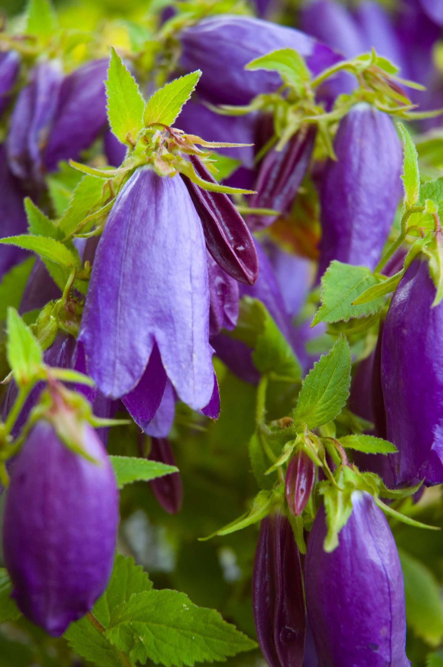 Campanula 'Sarastro'