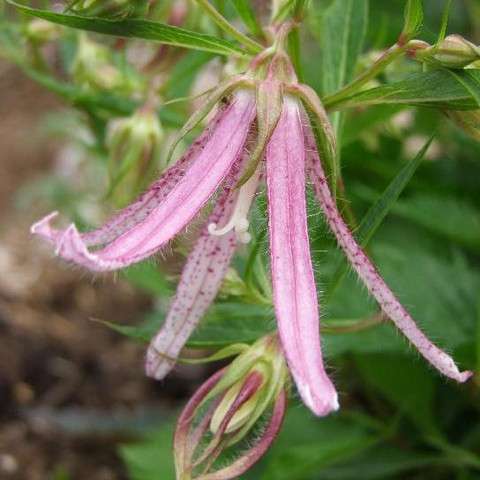 Campanula 'Pink Octopus'
