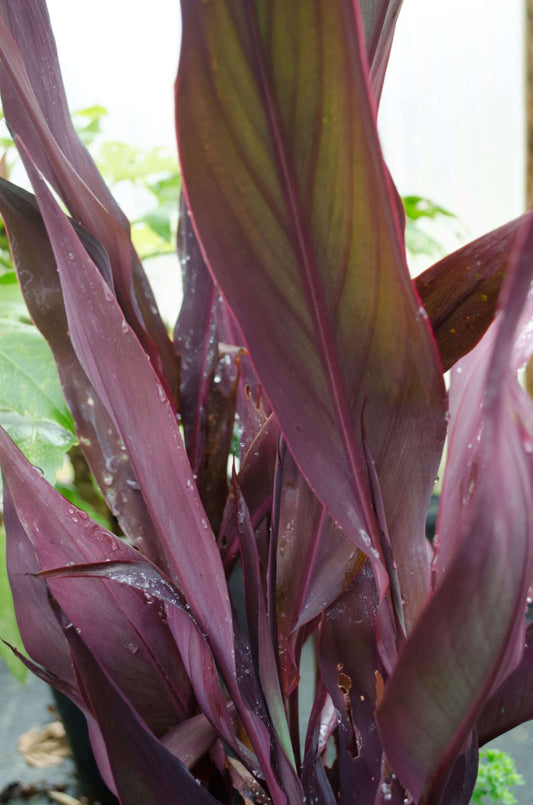 Canna 'Intrigue'