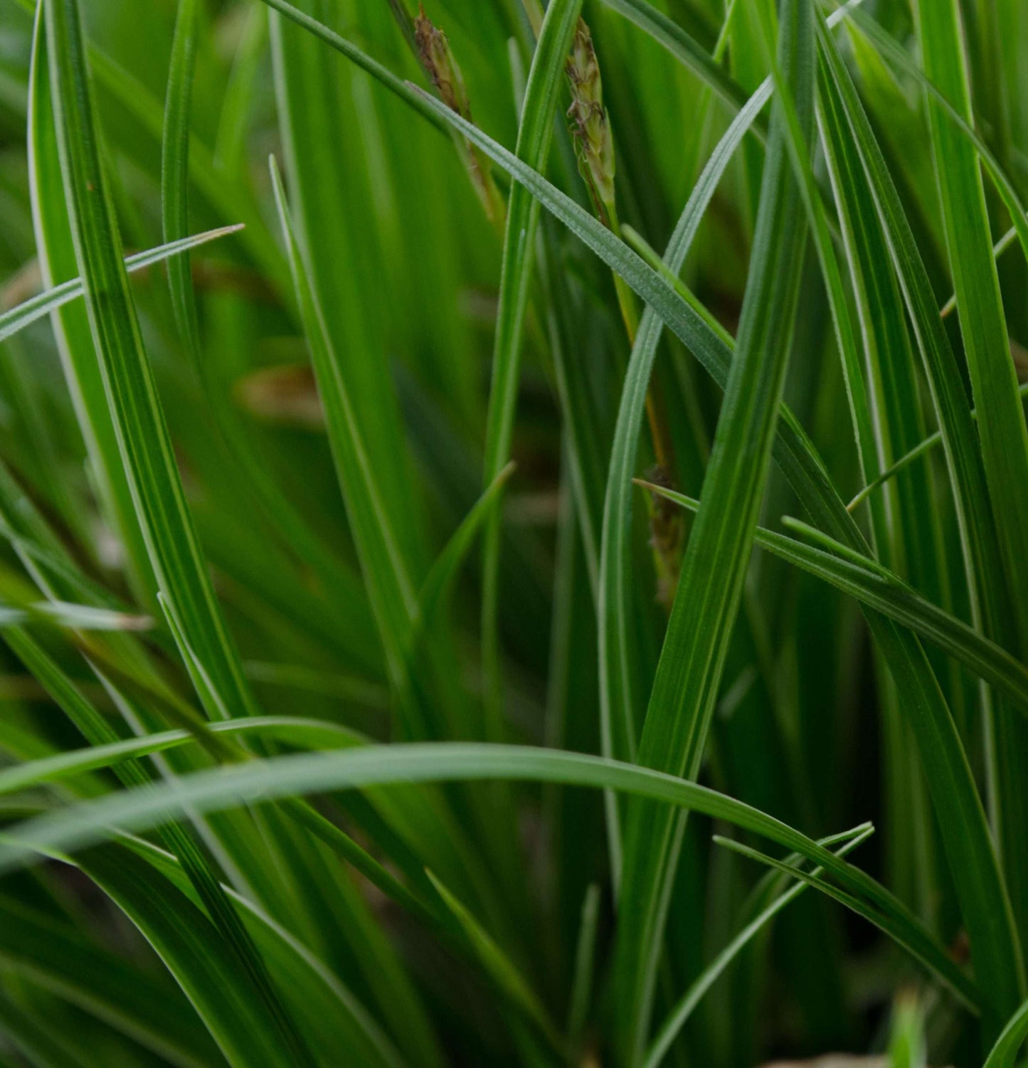 Carex 'Silver Sceptre'