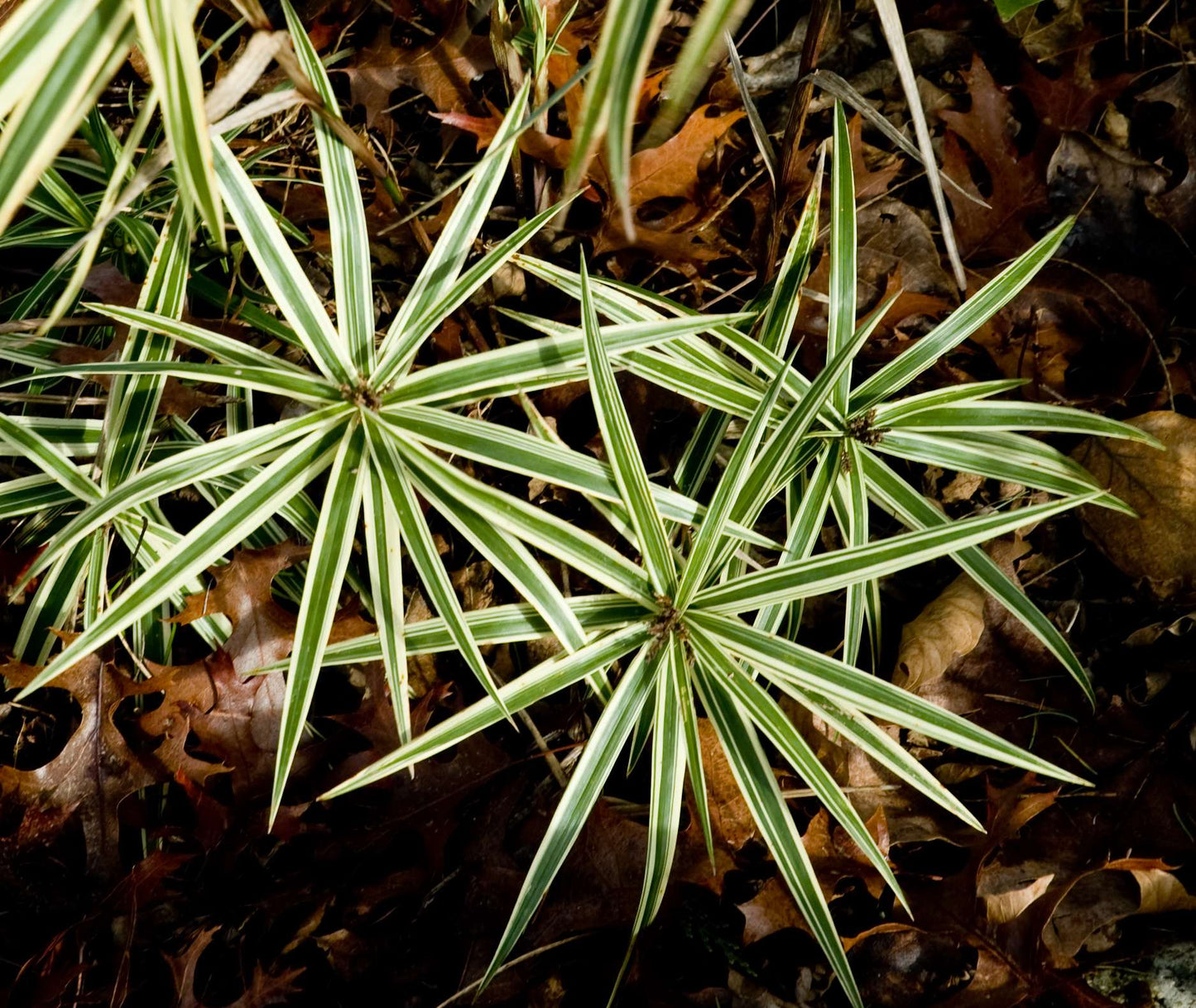 Carex phyllocephala 'Sparkler'