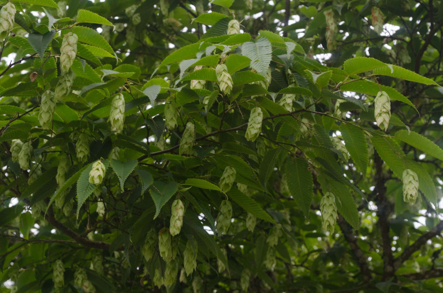 Carpinus japonica