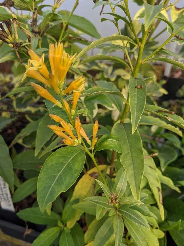 Cestrum parqui