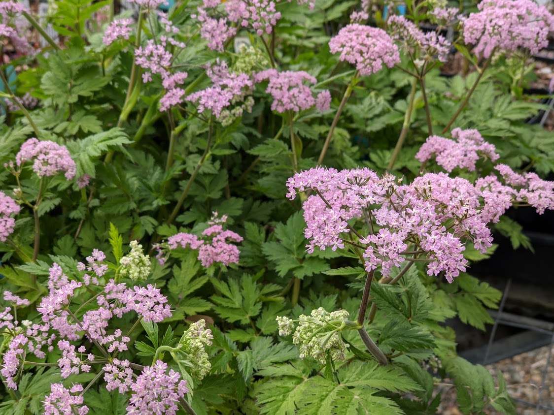 Chaerophyllum hirsutum 'Roseum'