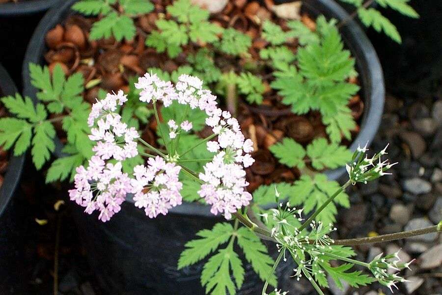 Chaerophyllum hirsutum 'Roseum'