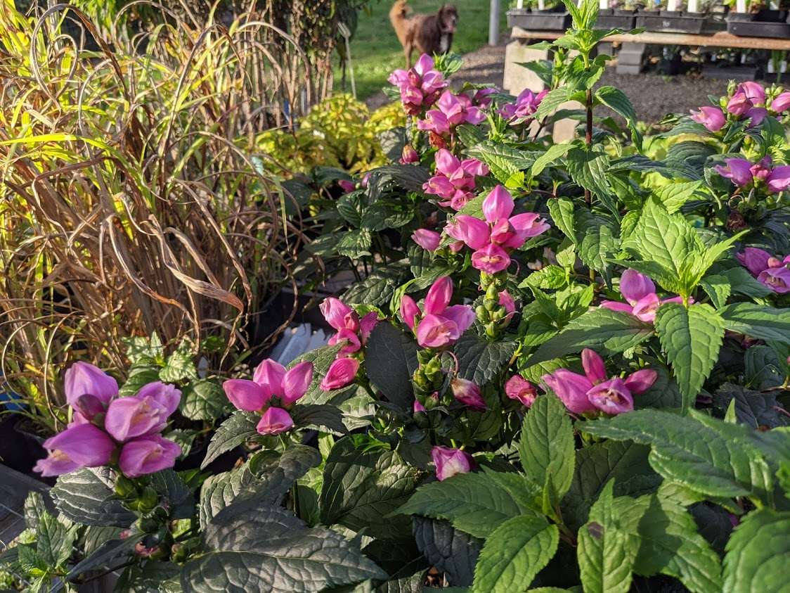 Chelone lyonii 'Tiny Tortuga'