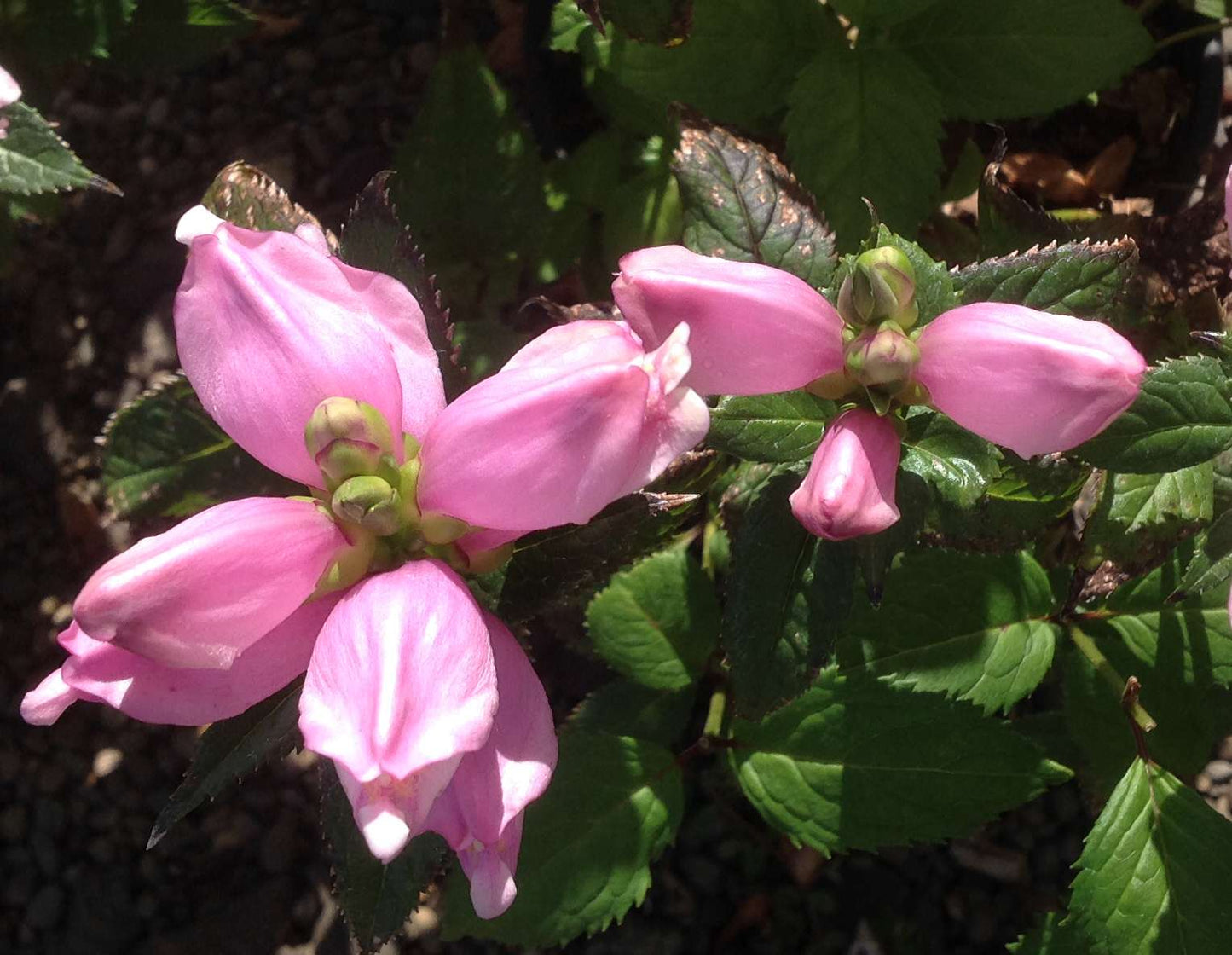 Chelone lyonii 'Tiny Tortuga'